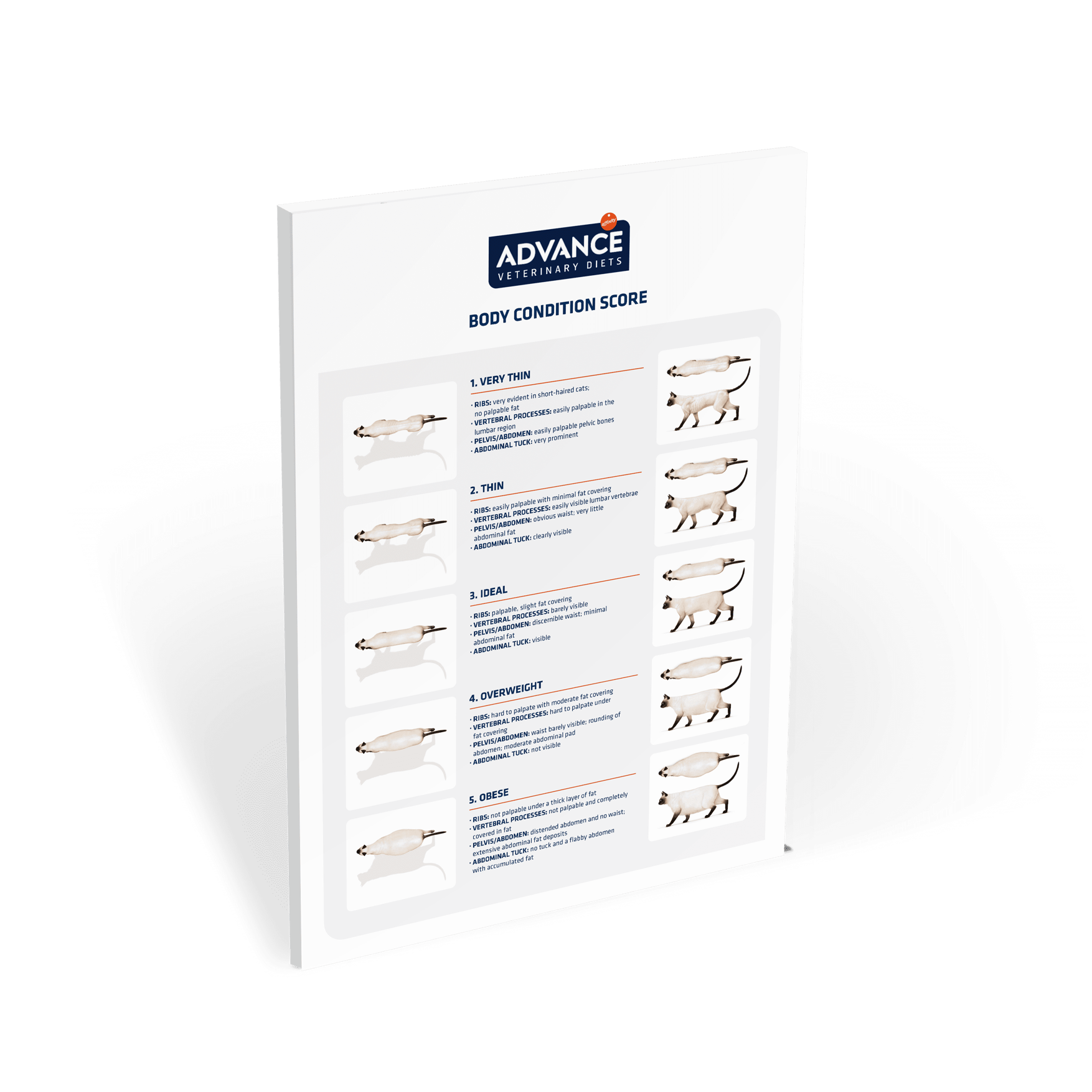 Poster body assessment cats